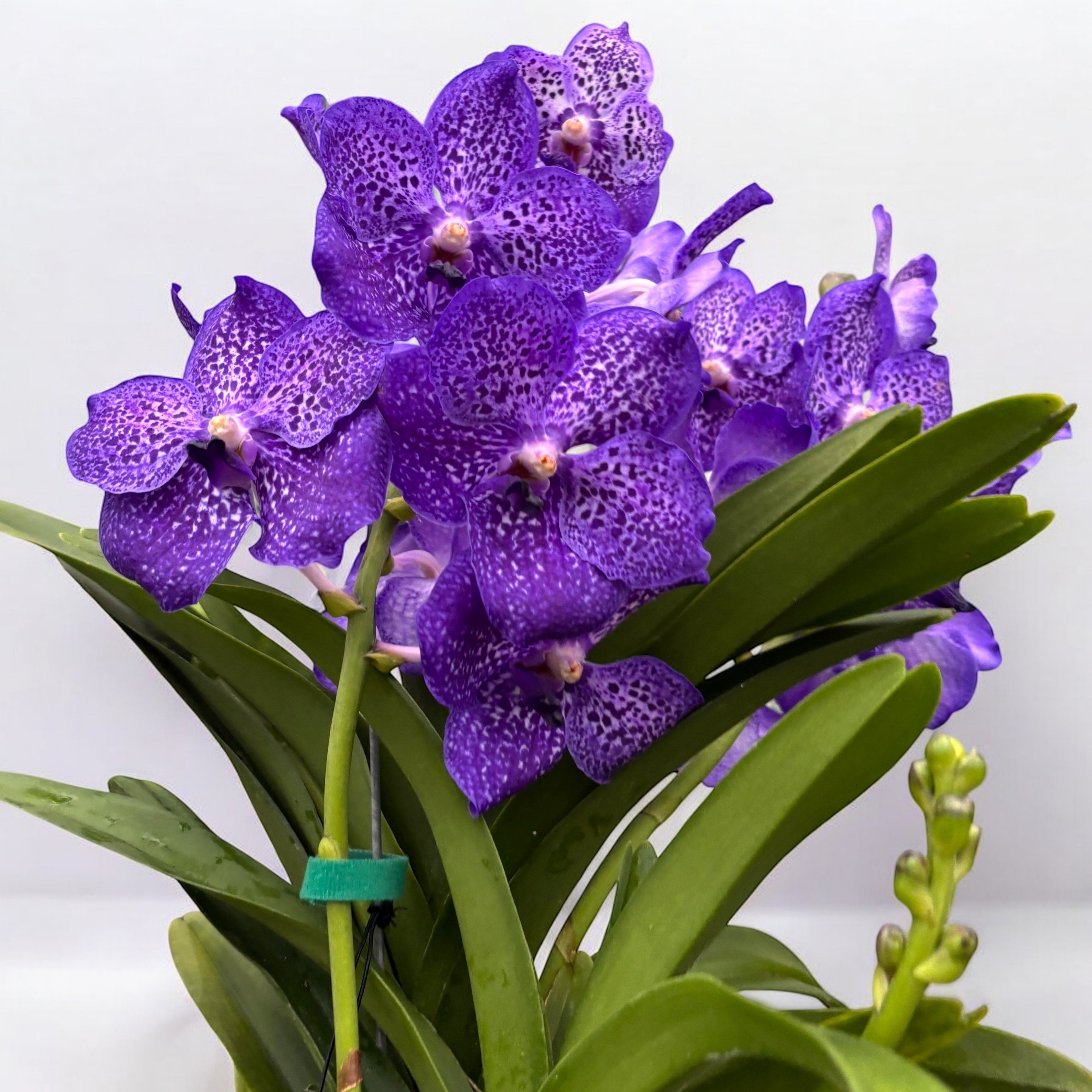 Vanda Sunanda Lavender Sprinkles (ANSU) - unikat