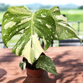 Monstera variegata 'Thai Constellation' D12