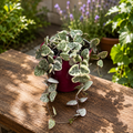 Ceropegia woodii 'Marlies' VARIEGATA (Herzschnur)