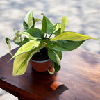 Philodendron ‘Cream Splash’