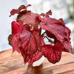 Caladium 'Desert Sunset'