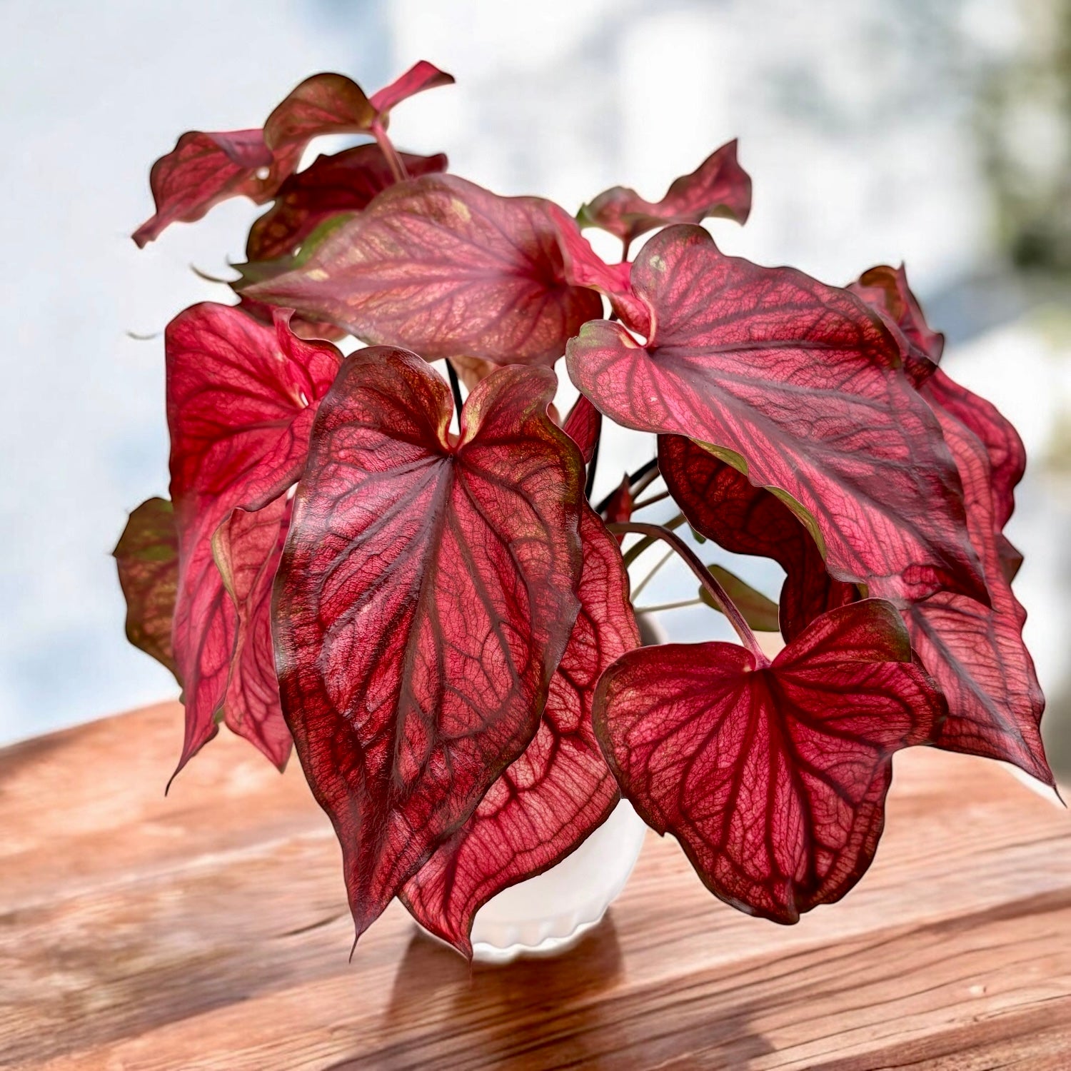 Caladium 'Desert Sunset'