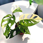 Monstera adansonii 'Variegata'