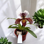 Paphiopedilum mezcla híbrida USA