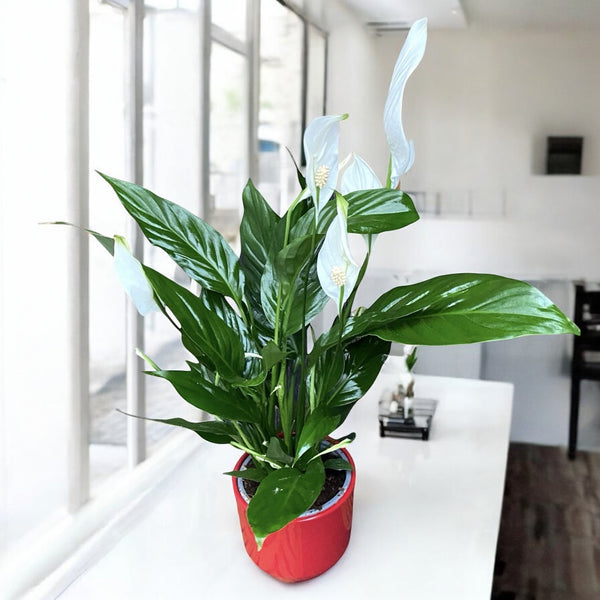 Peace lily - Spathiphyllum (purifies the air)