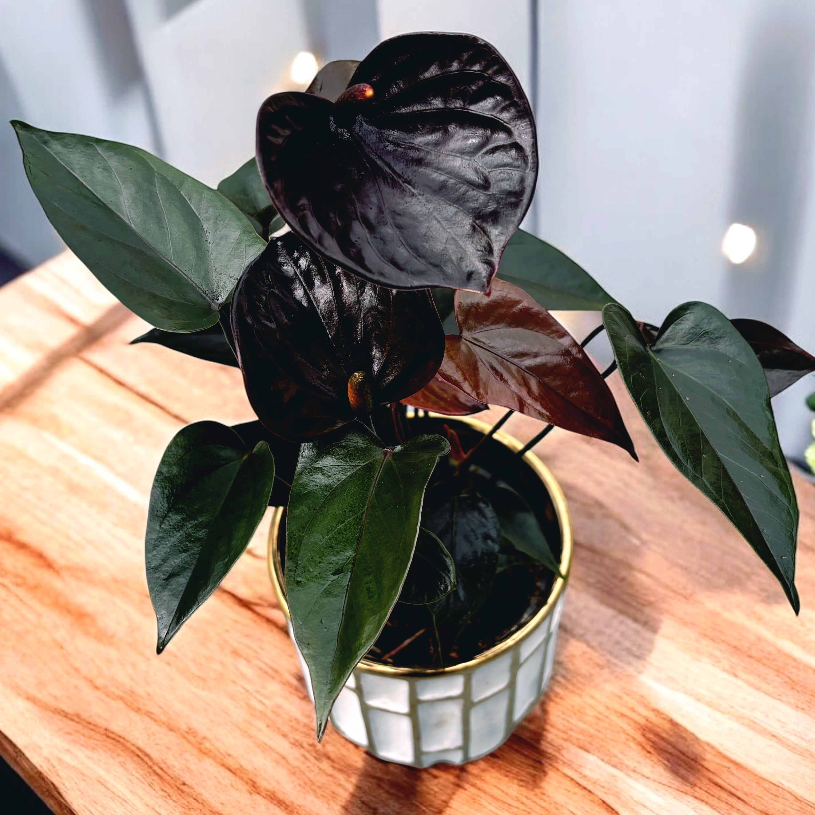 Anthurium Black Love