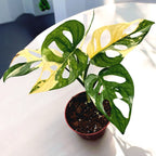 Monstera adansonii 'Variegata'