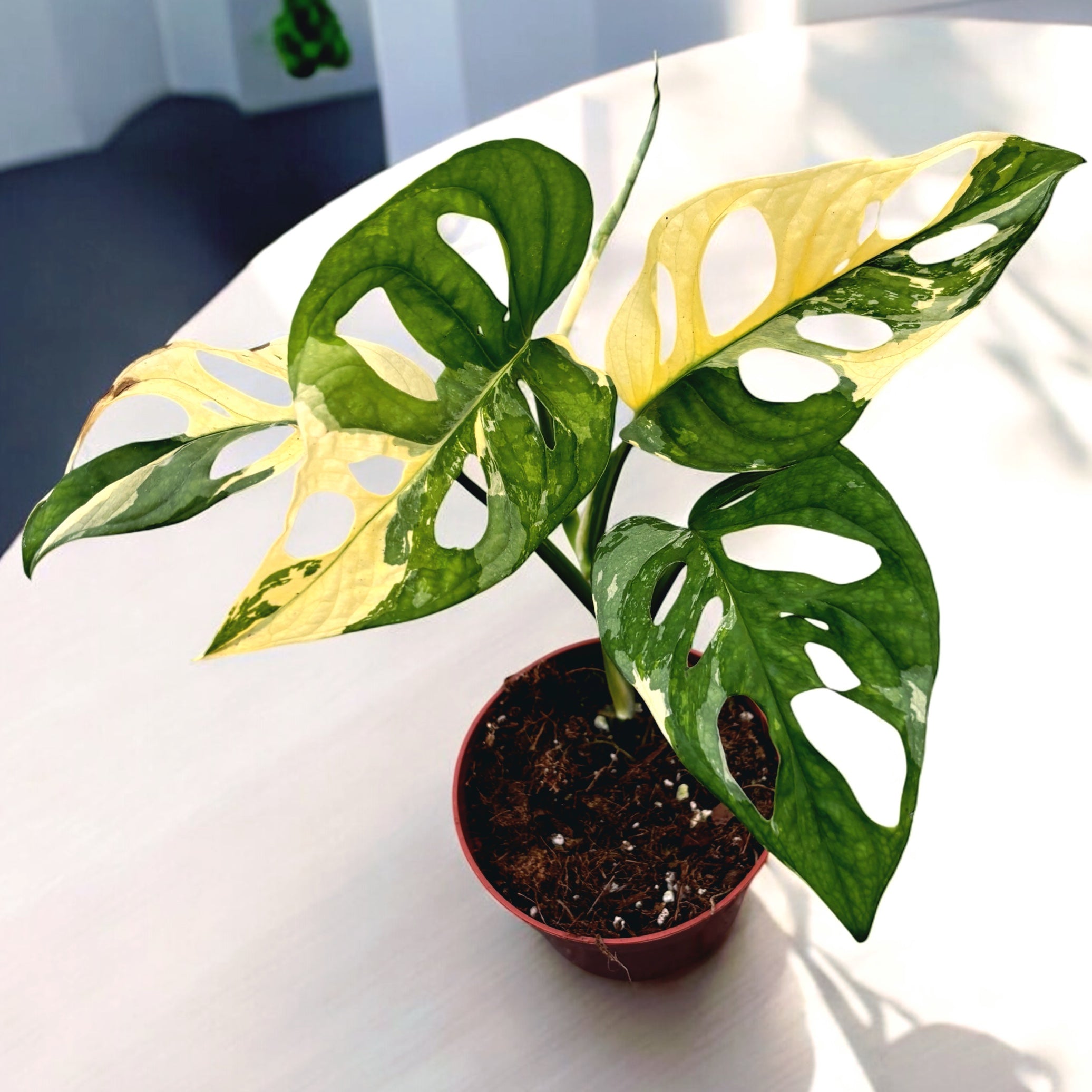 Monstera adansonii 'Variegata'