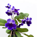 Streptocarpus 'Denim'