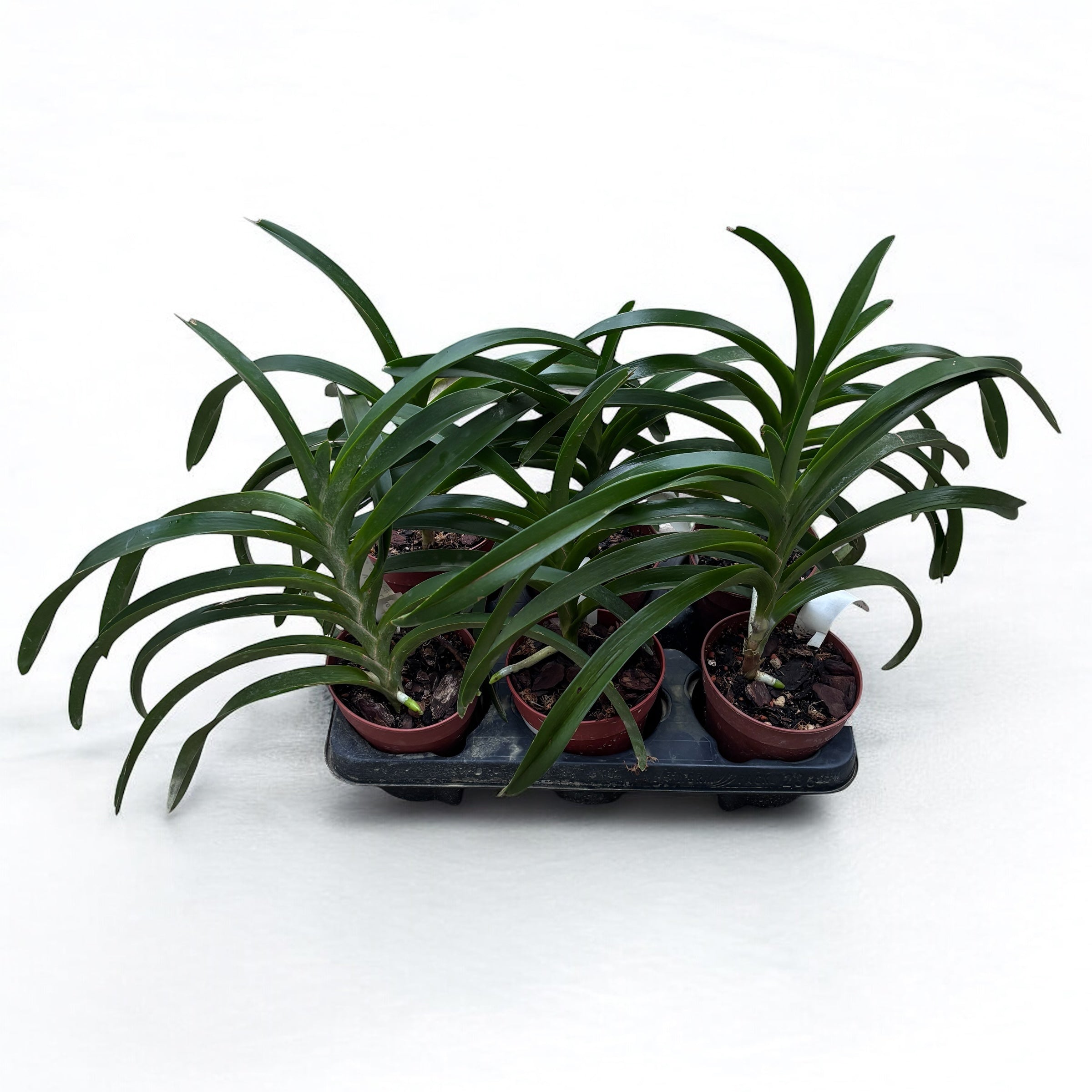 Vanda Loke (Vanda lamellata × Vanda luzonica) parfumata