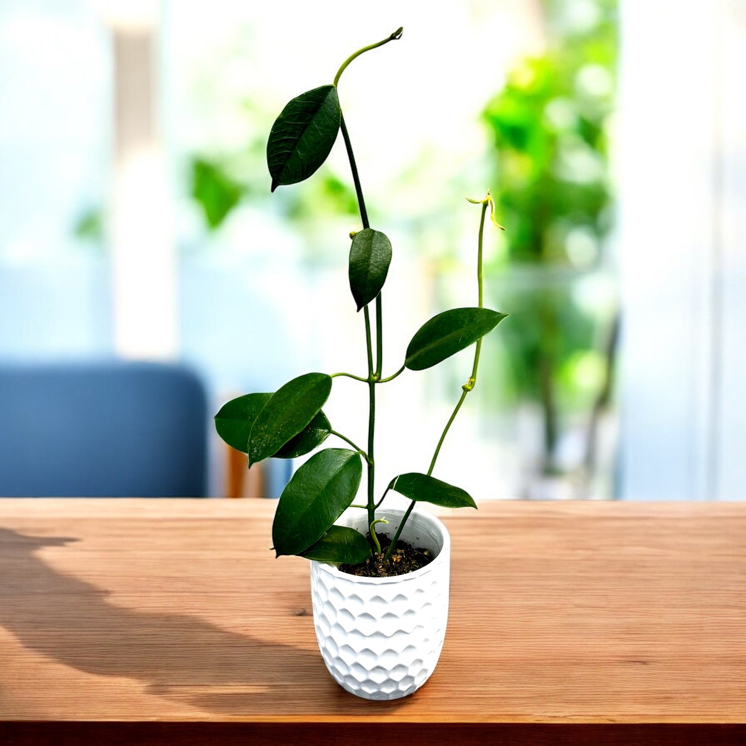 Hoya coronaria 'Pink' - flori mari, parfumate (exemplare dezvoltate)