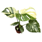 Monstera Thai Constellation (MTC#14)