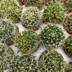 Escobaria missouriensis (Cactus Coda di Volpe del Missouri)