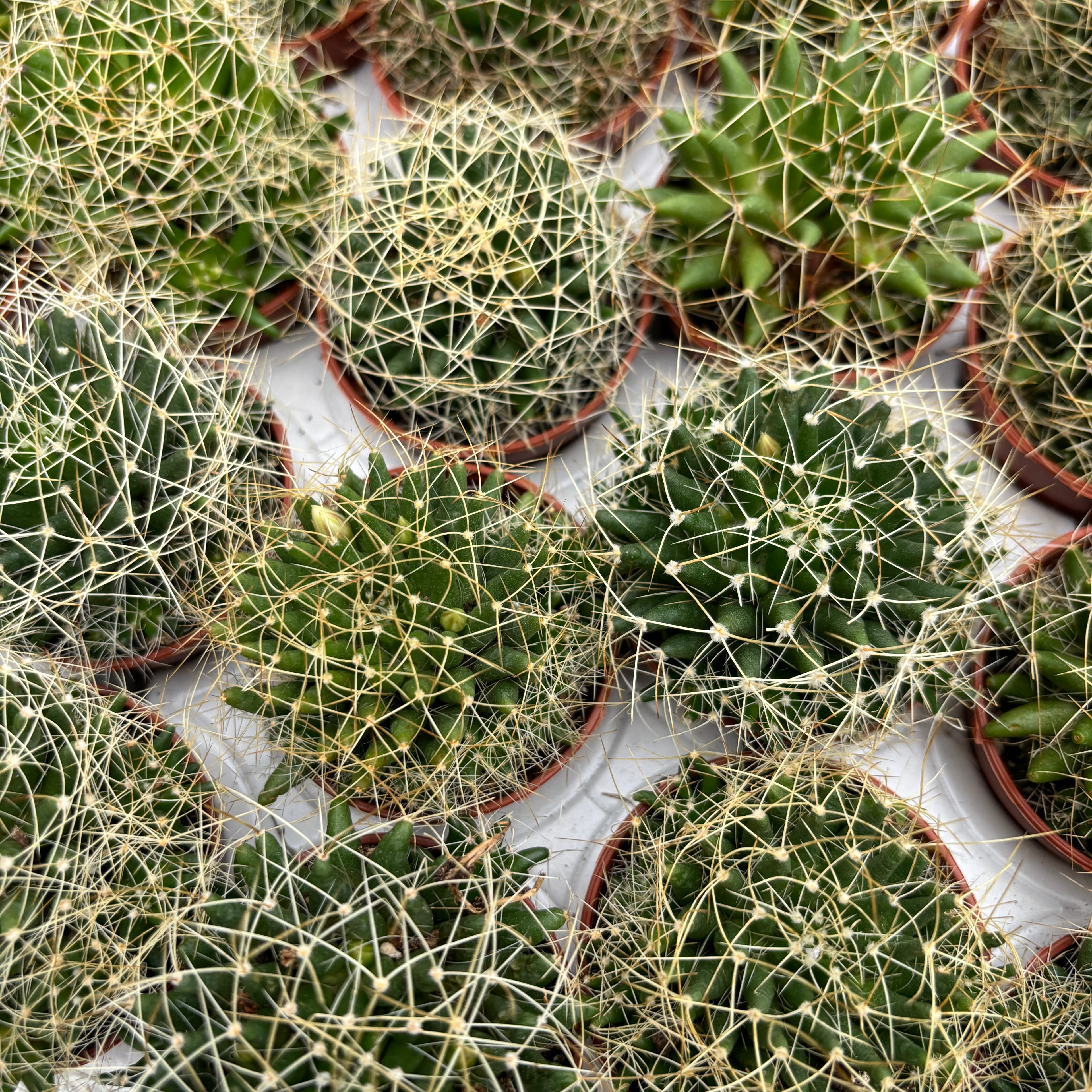 Escobaria missouriensis (Missouri Foxtail Cactus)