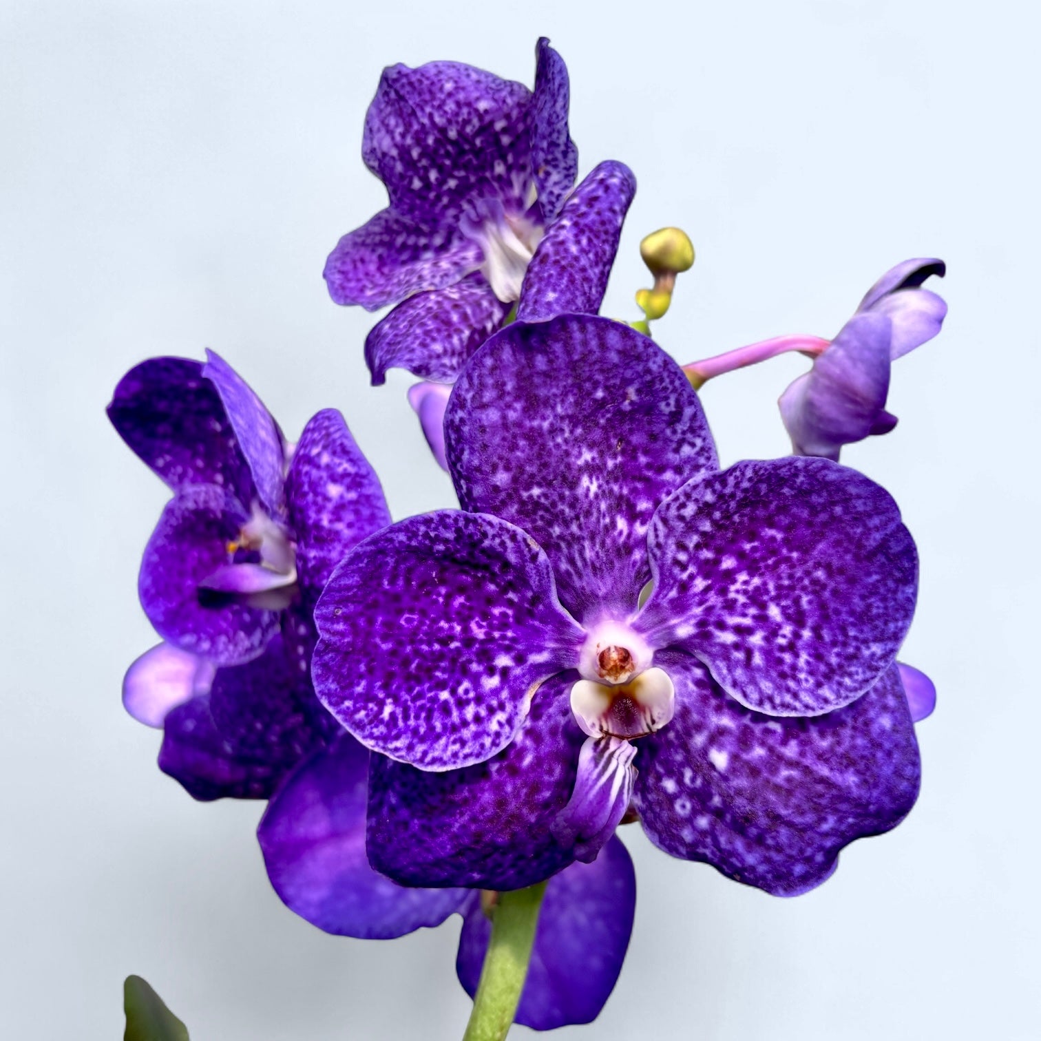 Vanda Tweed Blau XXL 3 Stück (Ansu)