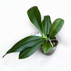 Phalaenopsis tetraspis 'C2' - fragrant flowers