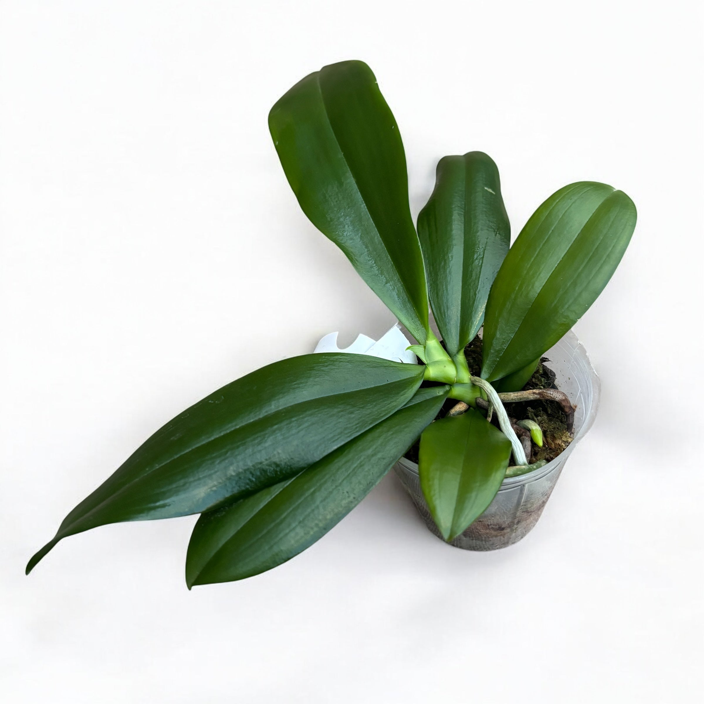 Phalaenopsis tetraspis 'C2' - flori parfumate