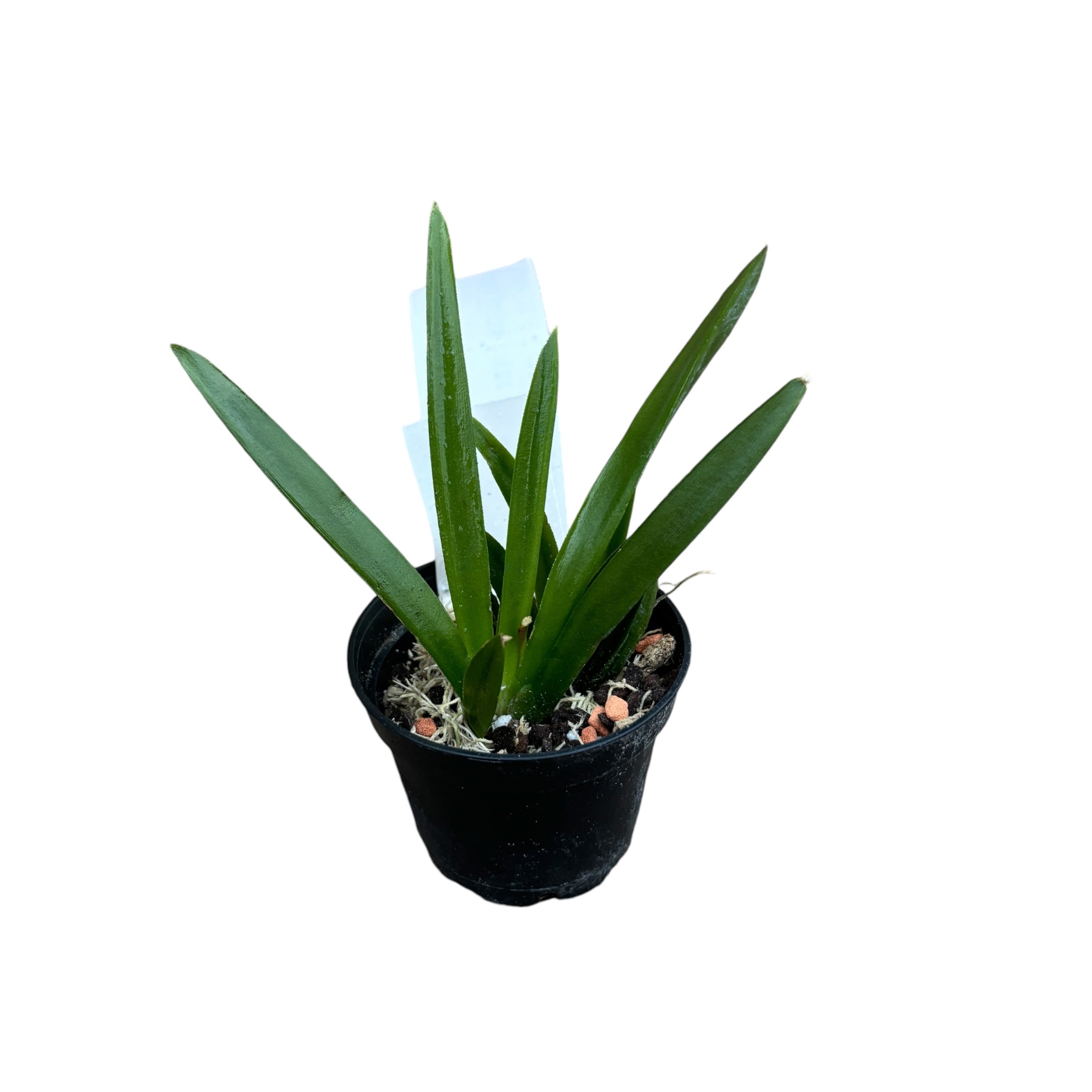 Tolumnia Jairak Flyer 'Sahara'