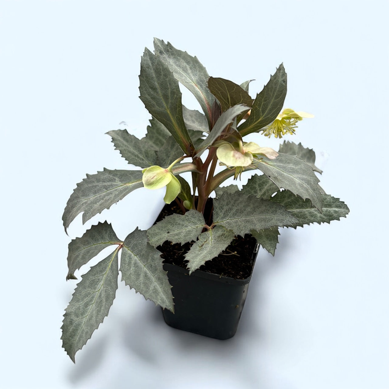 Helleborus × sternii ‘Silver Star’ - spanz de iarna