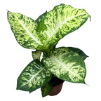 Dieffenbachia Mars (planta Feng Shui) D17