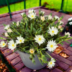 Delosperma mix (floarea de gheata)
