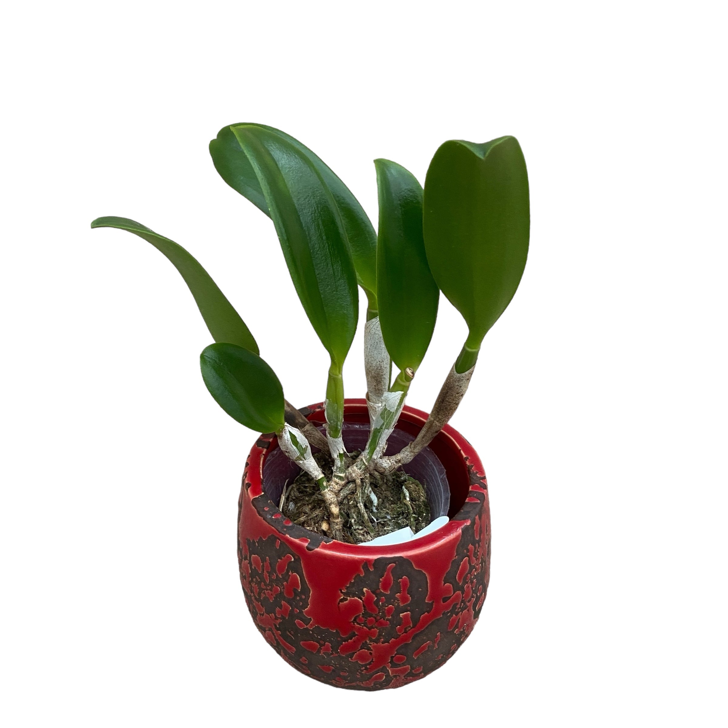 Ctt. Doris and Byron 'Christmas Rose' parfumata