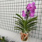 Vanda NITAYA Candy Pink (ANSU)