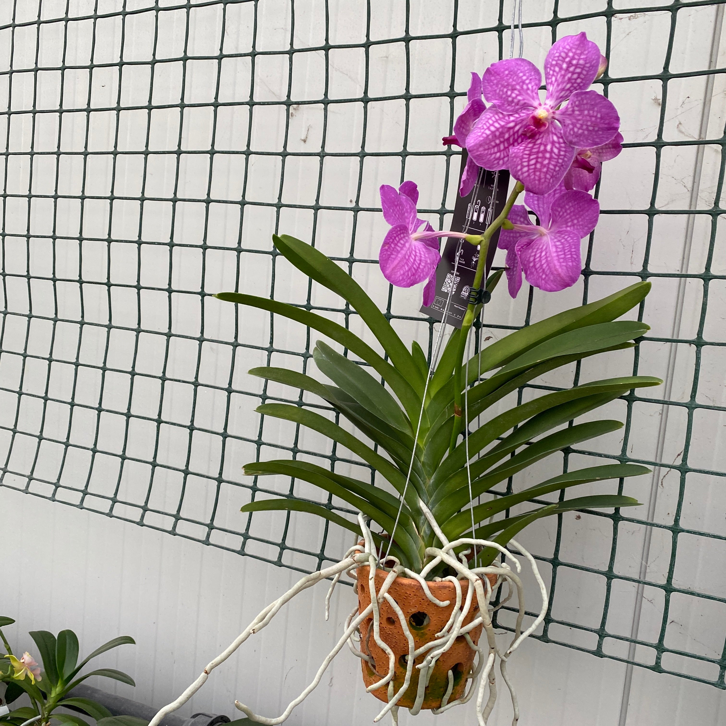 Vanda NITAYA Candy Pink (ANSU)