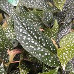 Begónia maculata ‘Double Dot’ (Begónia bodkovaná)