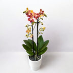 Phalaenopsis Chingruey's Goldstaff (peloric)