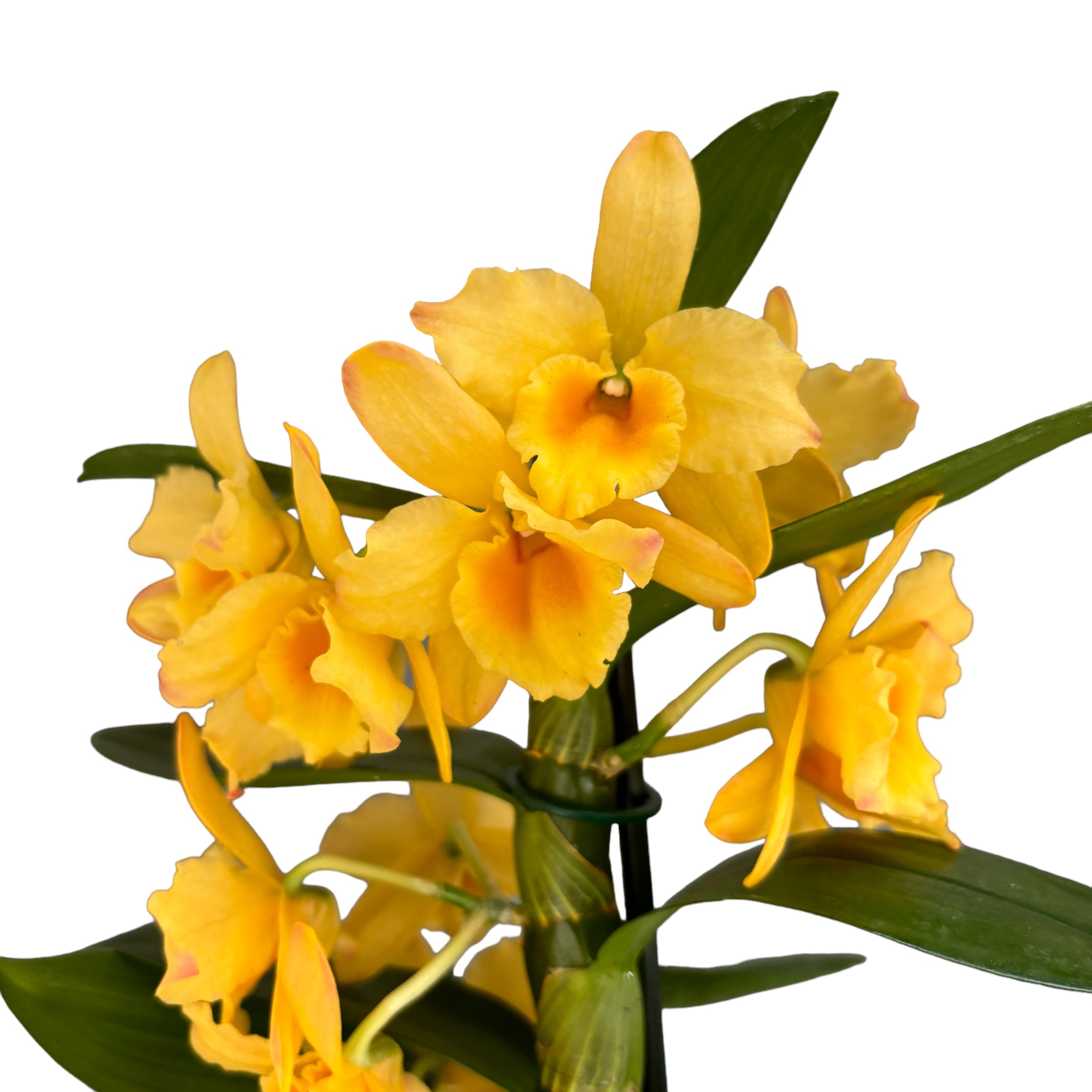 Dendrobium Spring Bird ‘Kurashiki’ duftend