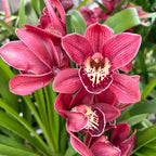 Cymbidium Red Beauty Roy