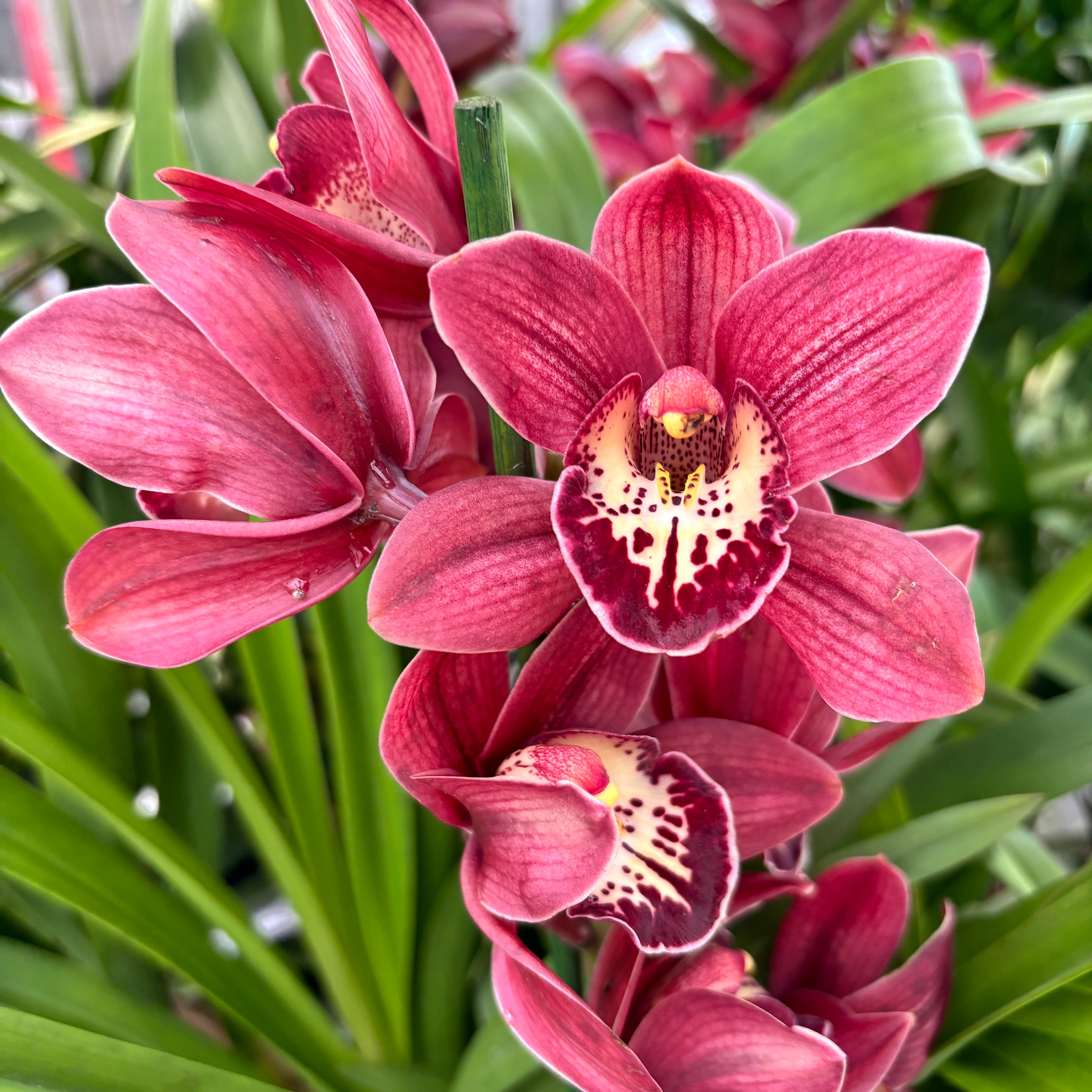 Cymbidium Red Beauty Roy