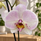 Phalaenopsis Rajoitettu #02