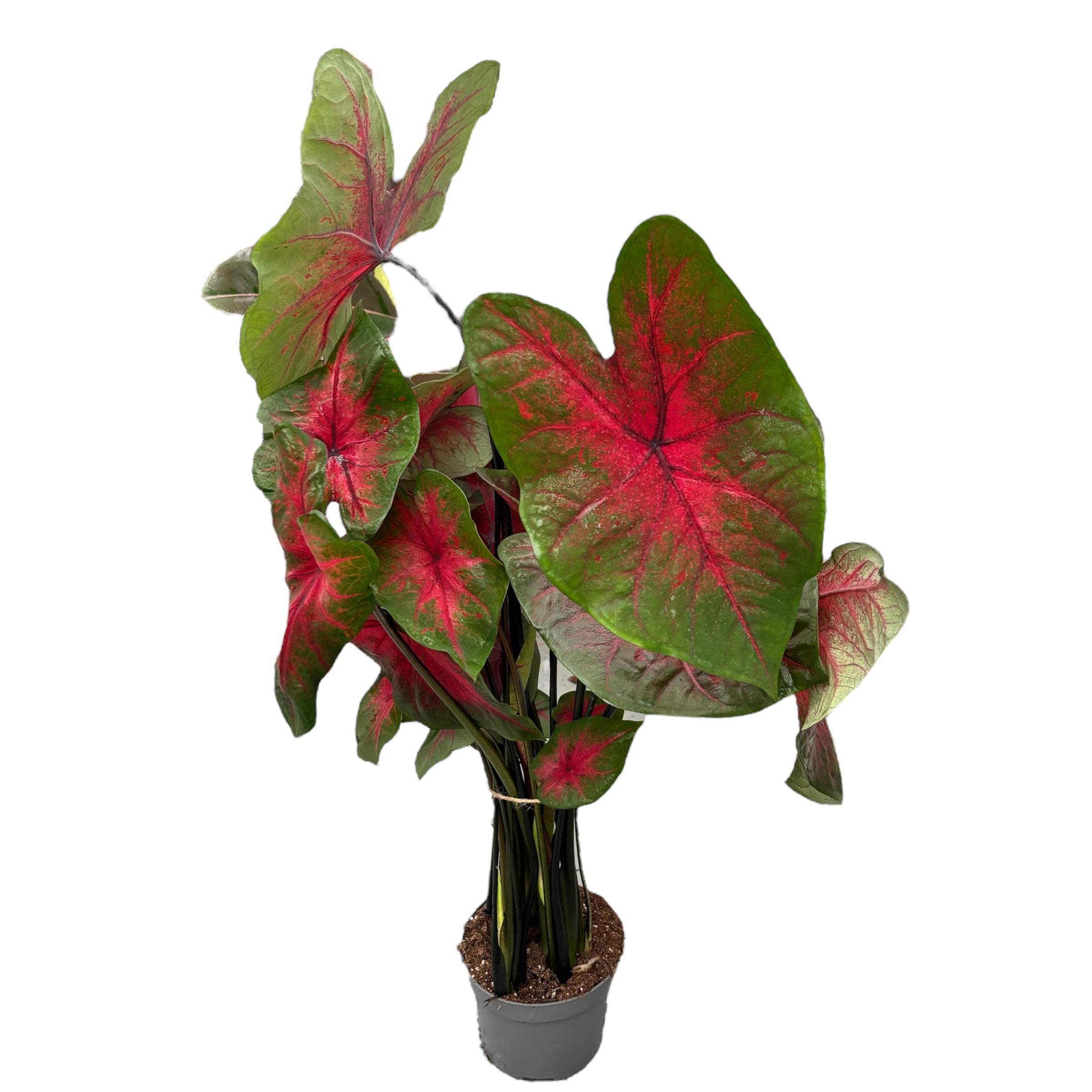 Caladium ‘Postman Joyner’