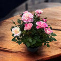 Dwergrozen Rosa Piia™ Parade - geurig (2-3 planten/pot)