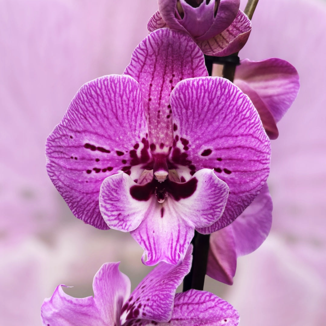 Phalaenopsis 'Limited #115’ big lip