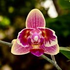 Phal. Purple Princess × Chienlung Moonlight (peloric)