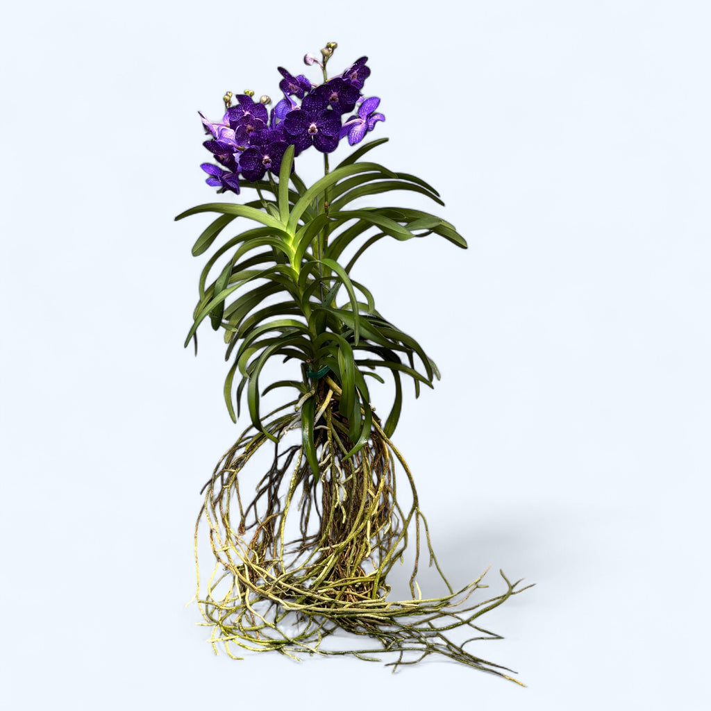 Vanda Tweed Blue XXL 2p (Ansu) - TWEED09