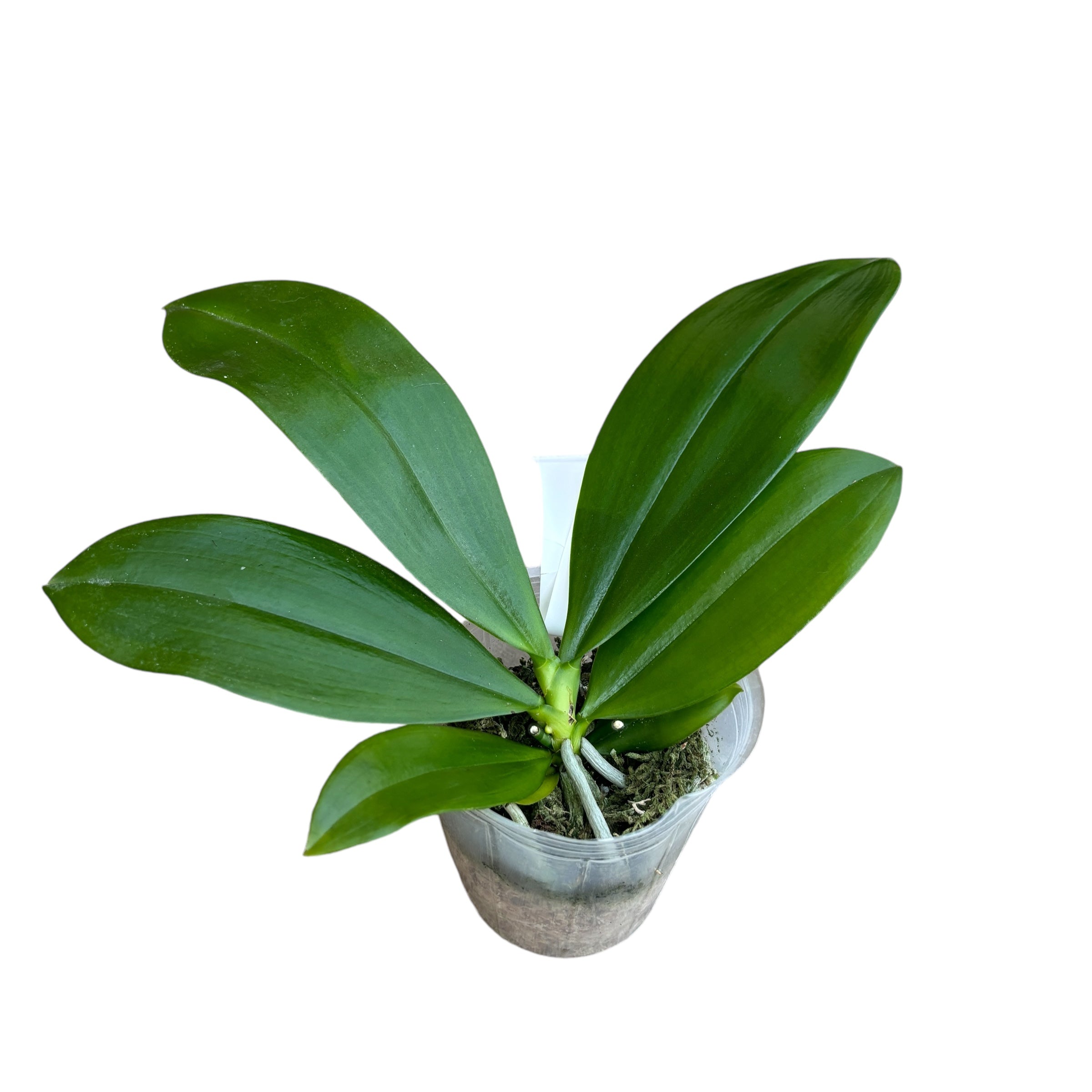 Phalaenopsis tetraspis 'C2'