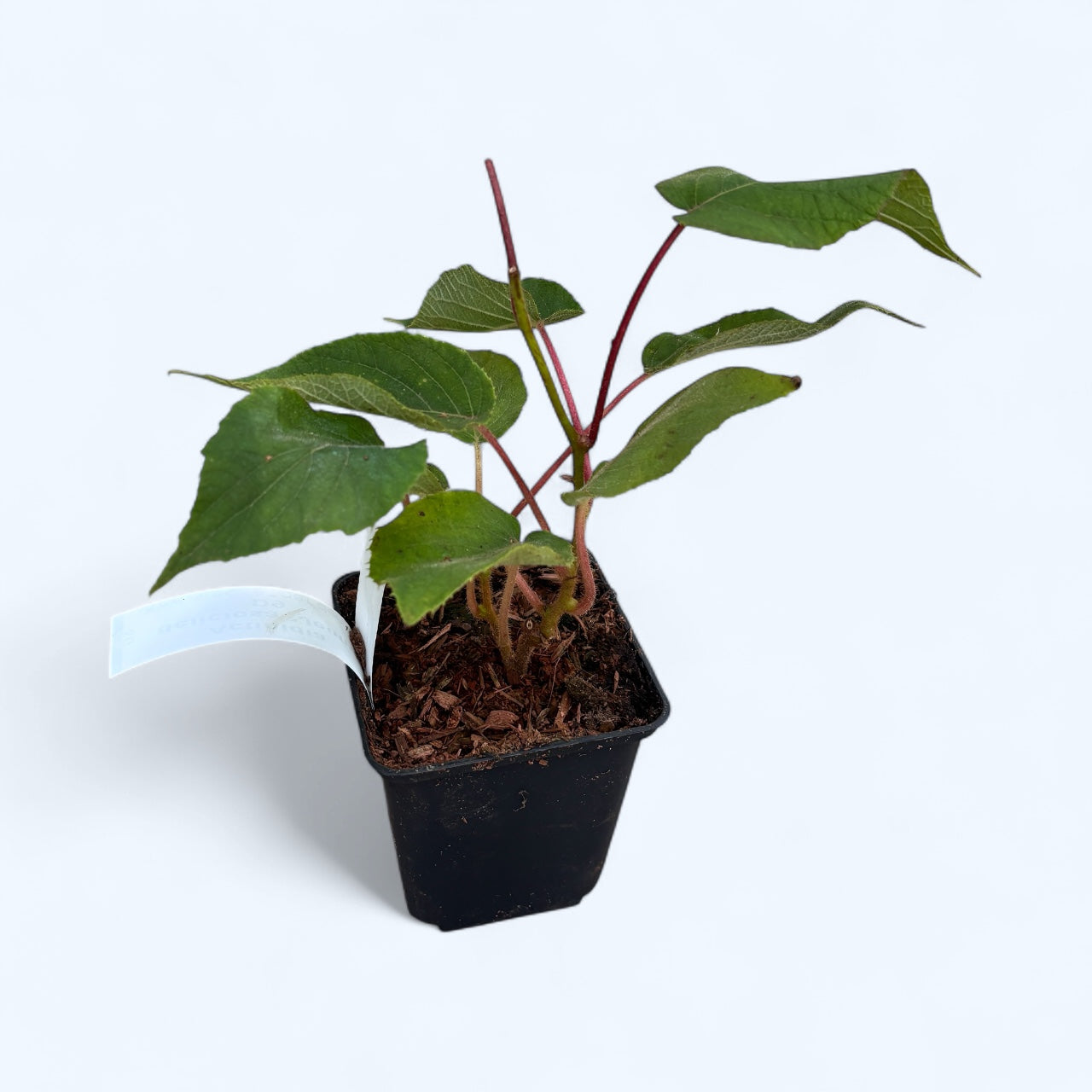 Kiwi - Actinidia deliciosa 'Jenny' D9 - rezistent la ger si autofertil