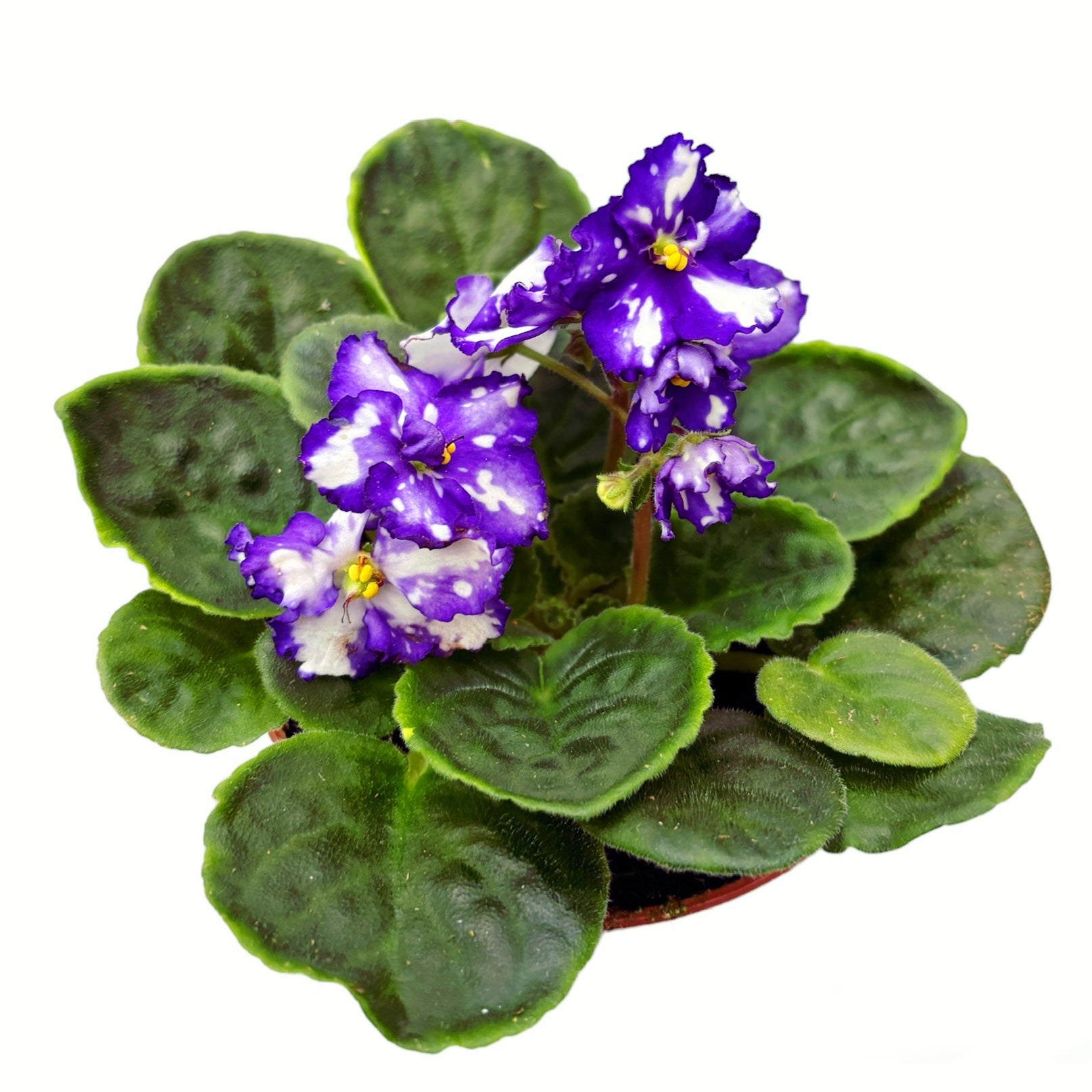 Saintpaulia Inova Spectra Blue - violete africane