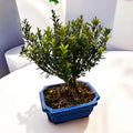 Bonsai Buxus