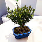 Bonsai Buxus