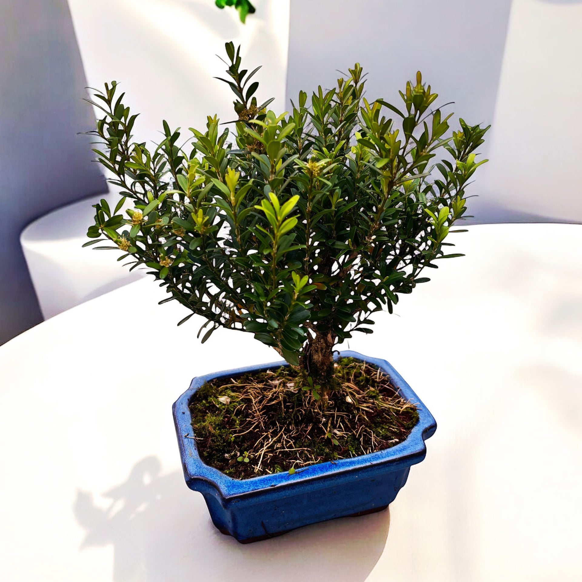 bonsai olivenbaum kaufen Olivenbaum knorriger Bonsai 100 Jahre – toskanagartenshop main image 1