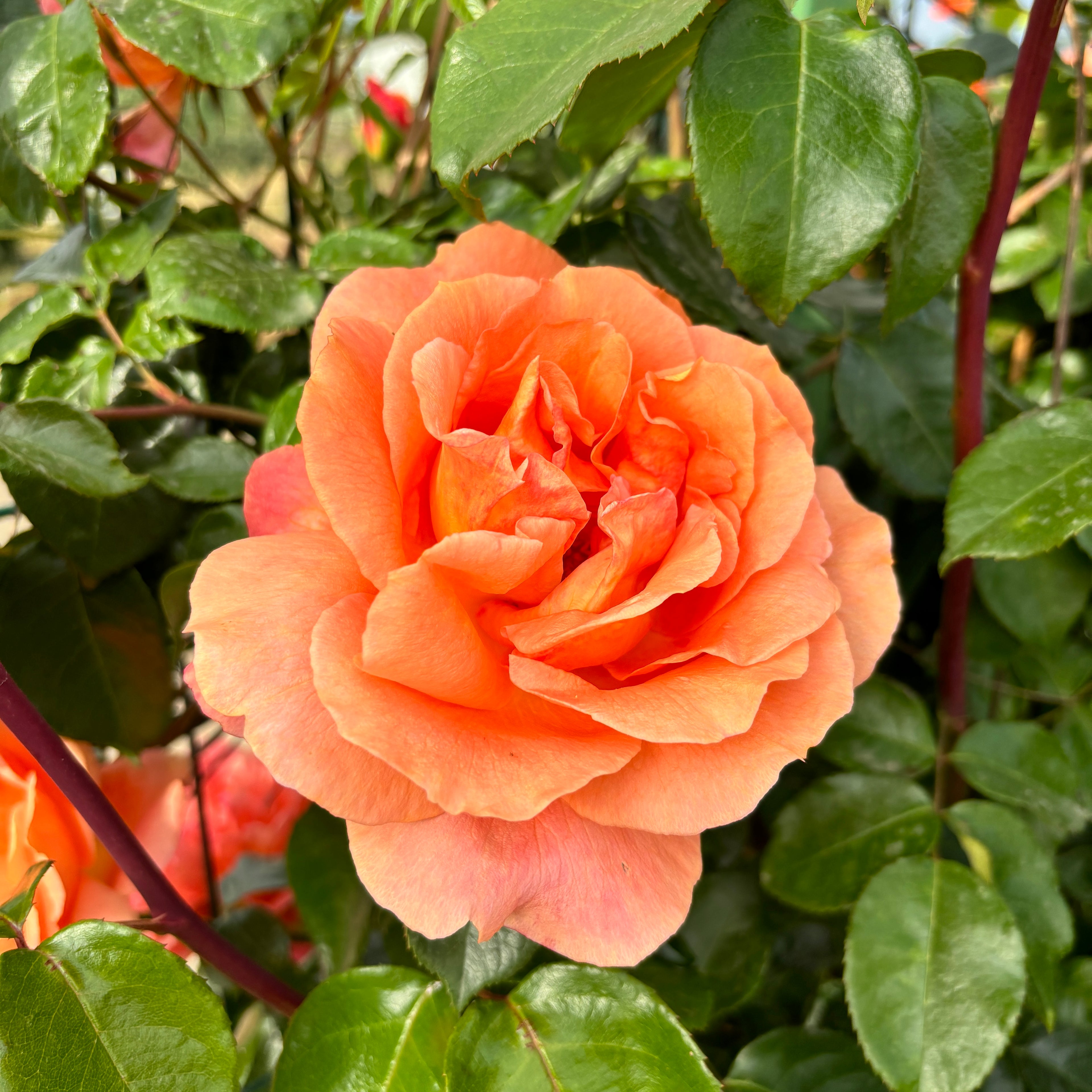 Rosa ‘Westerland’® (Rosa 'Orange Climber') - Trandafir floribunda, catarator, parfumat D11