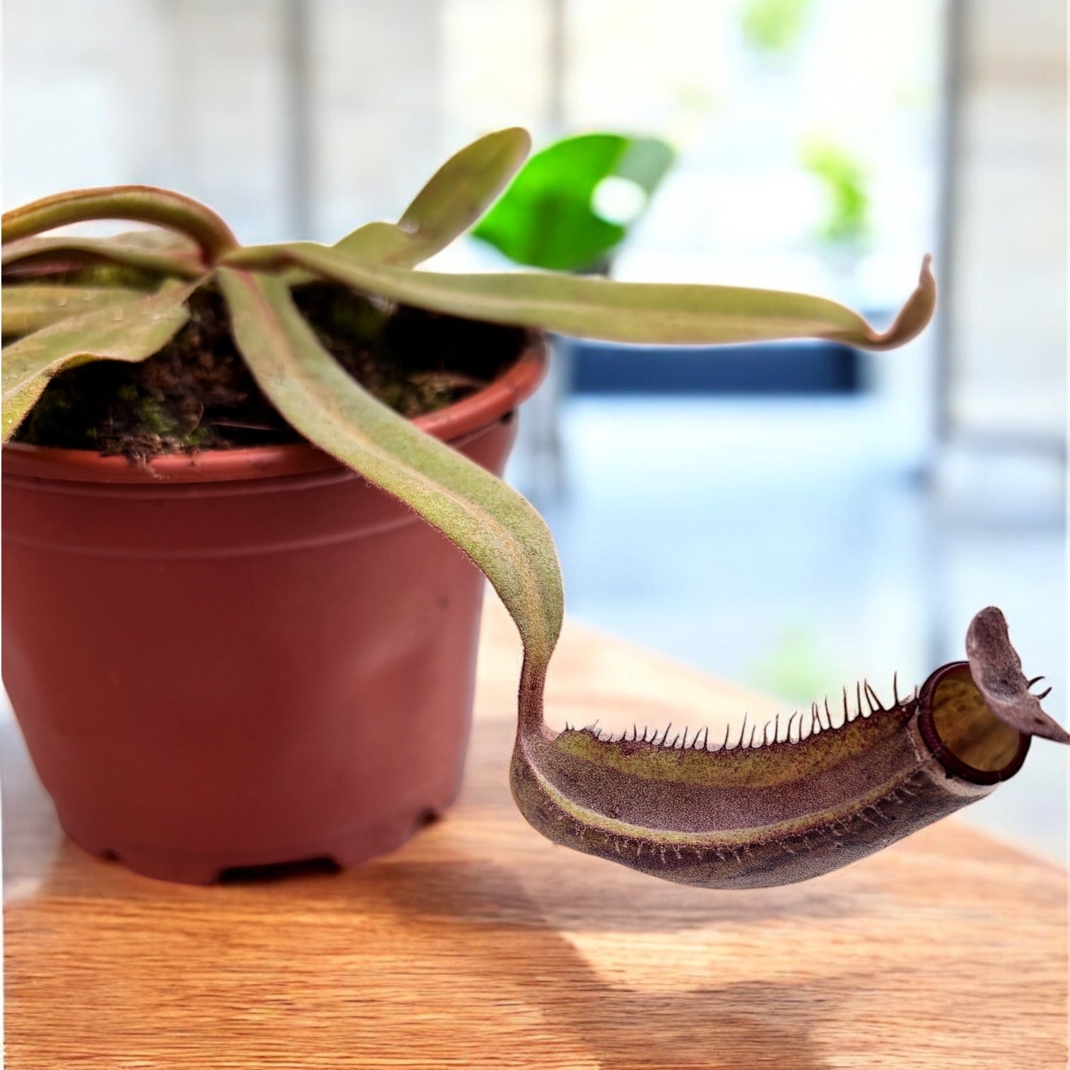 Planta carnivora Nepenthes Albomarginata