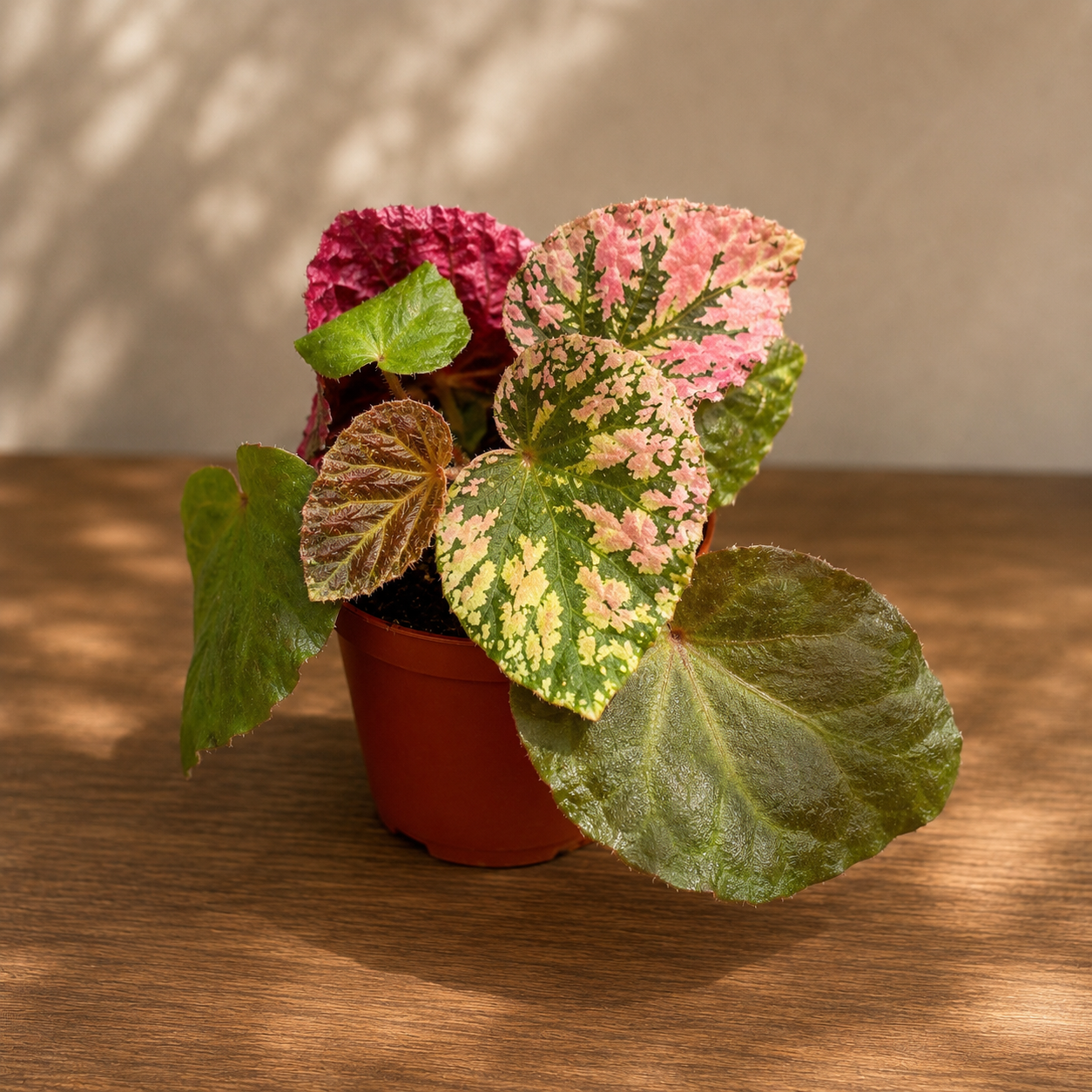 Begonia 'Midnight Sun'