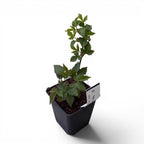 Mur fara ghimpi - Rubus fruticosus 'Thornfree' D9