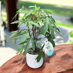 Hibisco de té - Hibiscus Sabdariffa 'Planta de Té' (planta aromática)